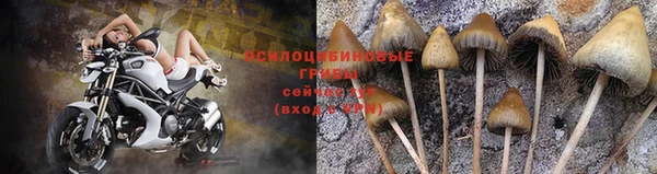 шишки Белоозёрский